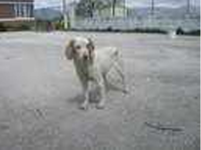 Χαρίζεται η Μελένια